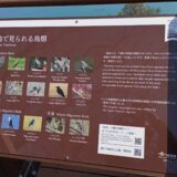 屋島山上の野鳥