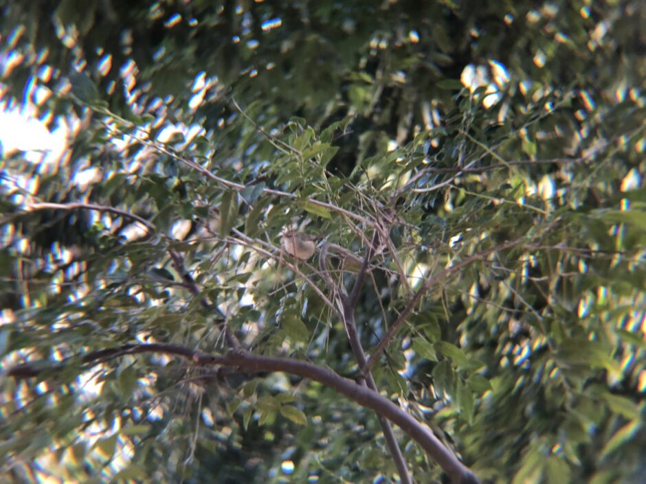 ウグイス 栗林公園にて