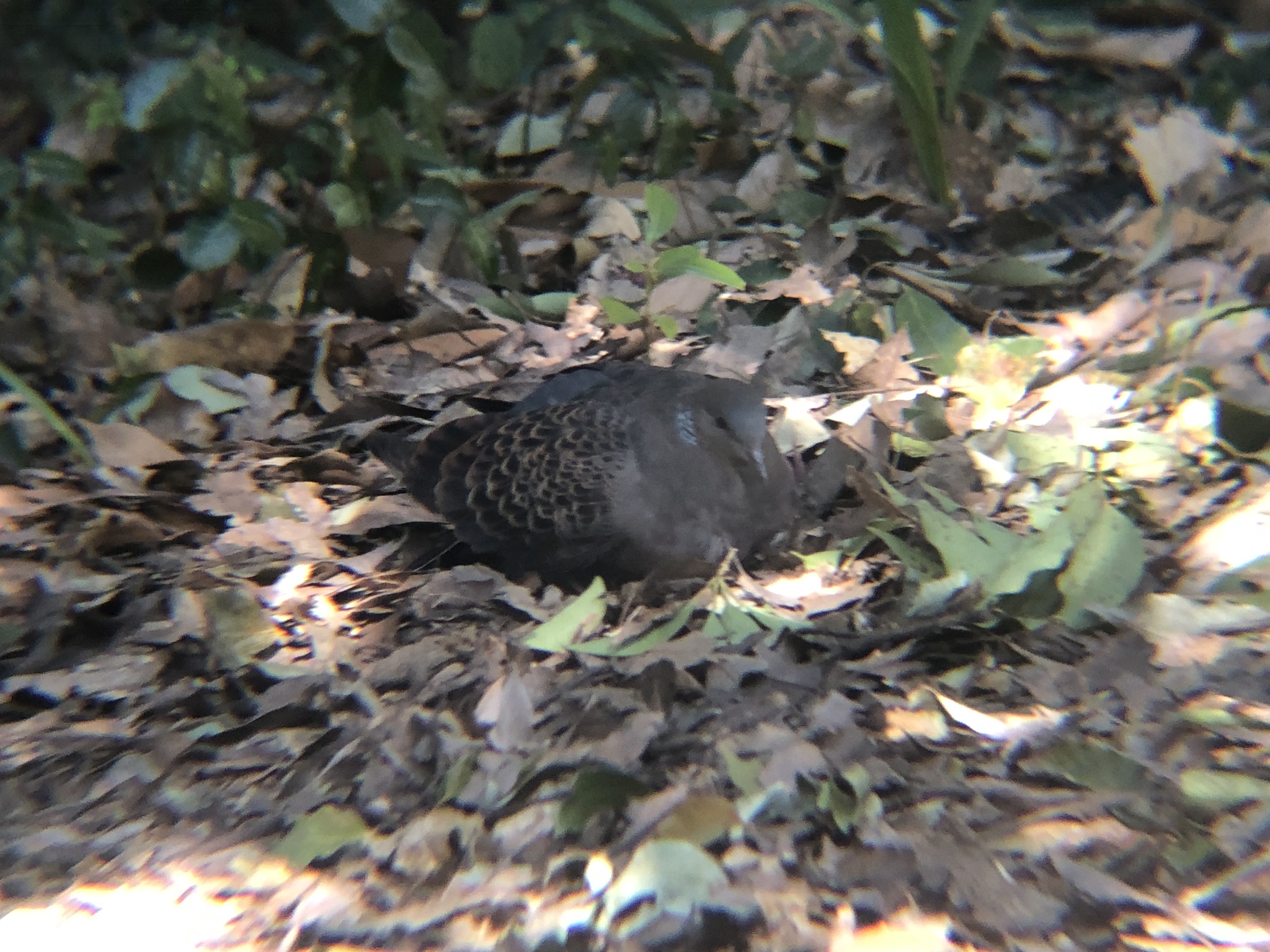 栗林公園のキジバト 2月撮影