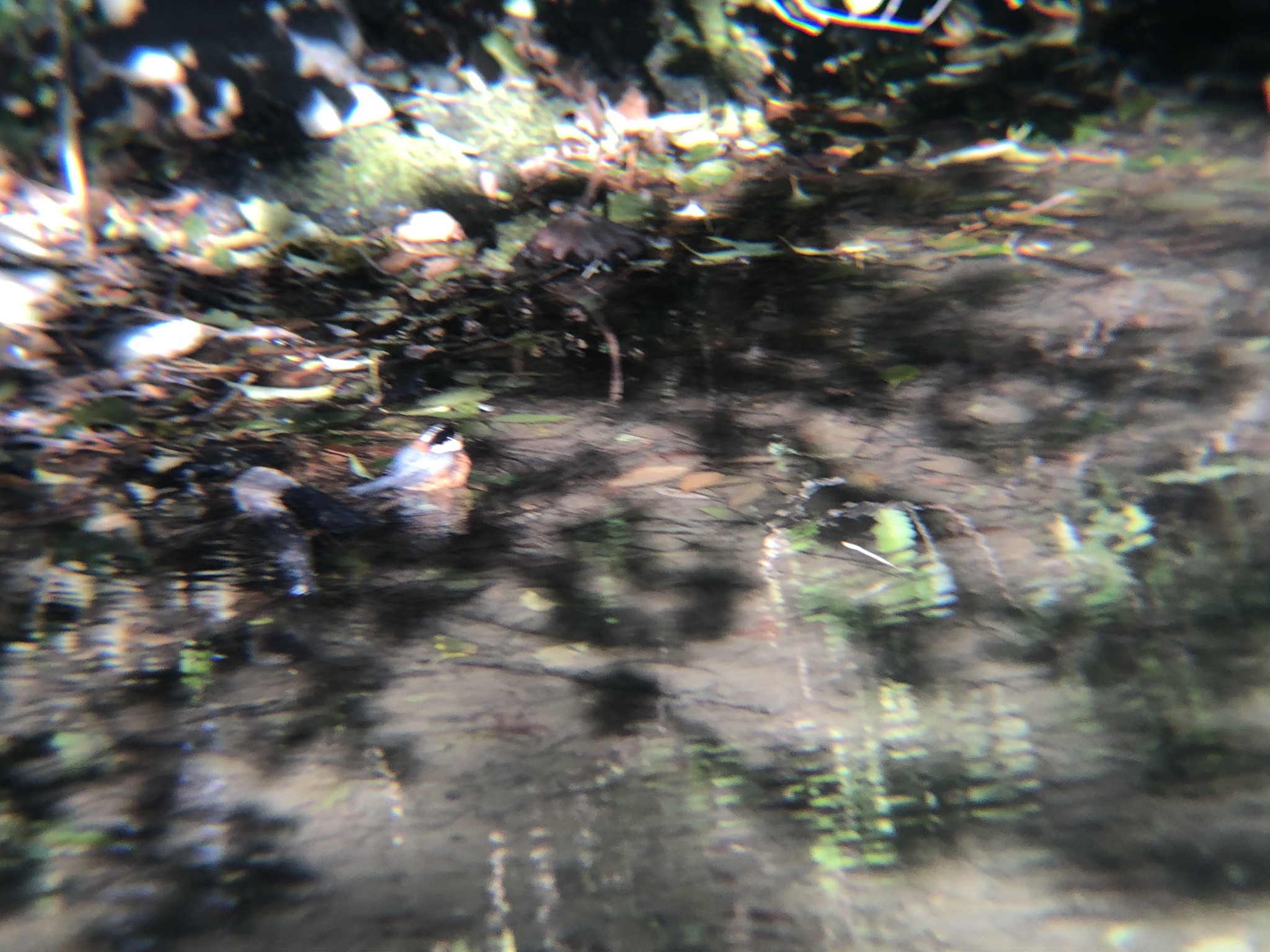 水浴び中のヤマガラ