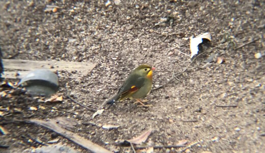 ソウシチョウ 屋島山上 2月撮影