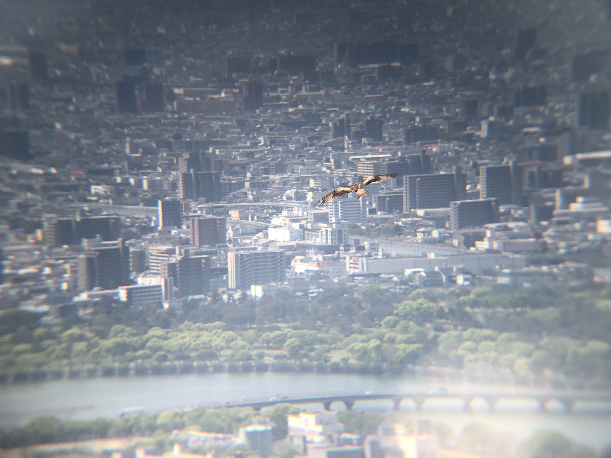 トンビ屋島山上