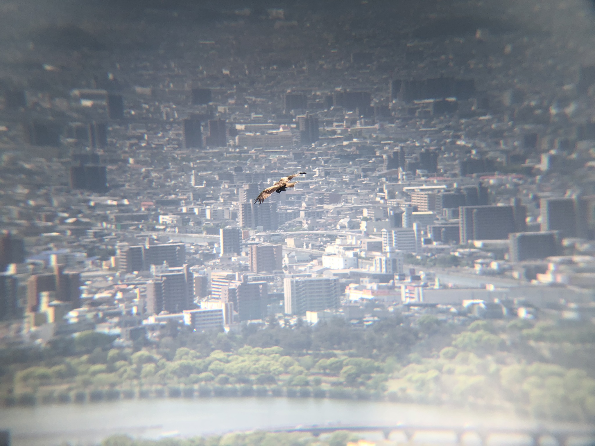 トンビ屋島山上