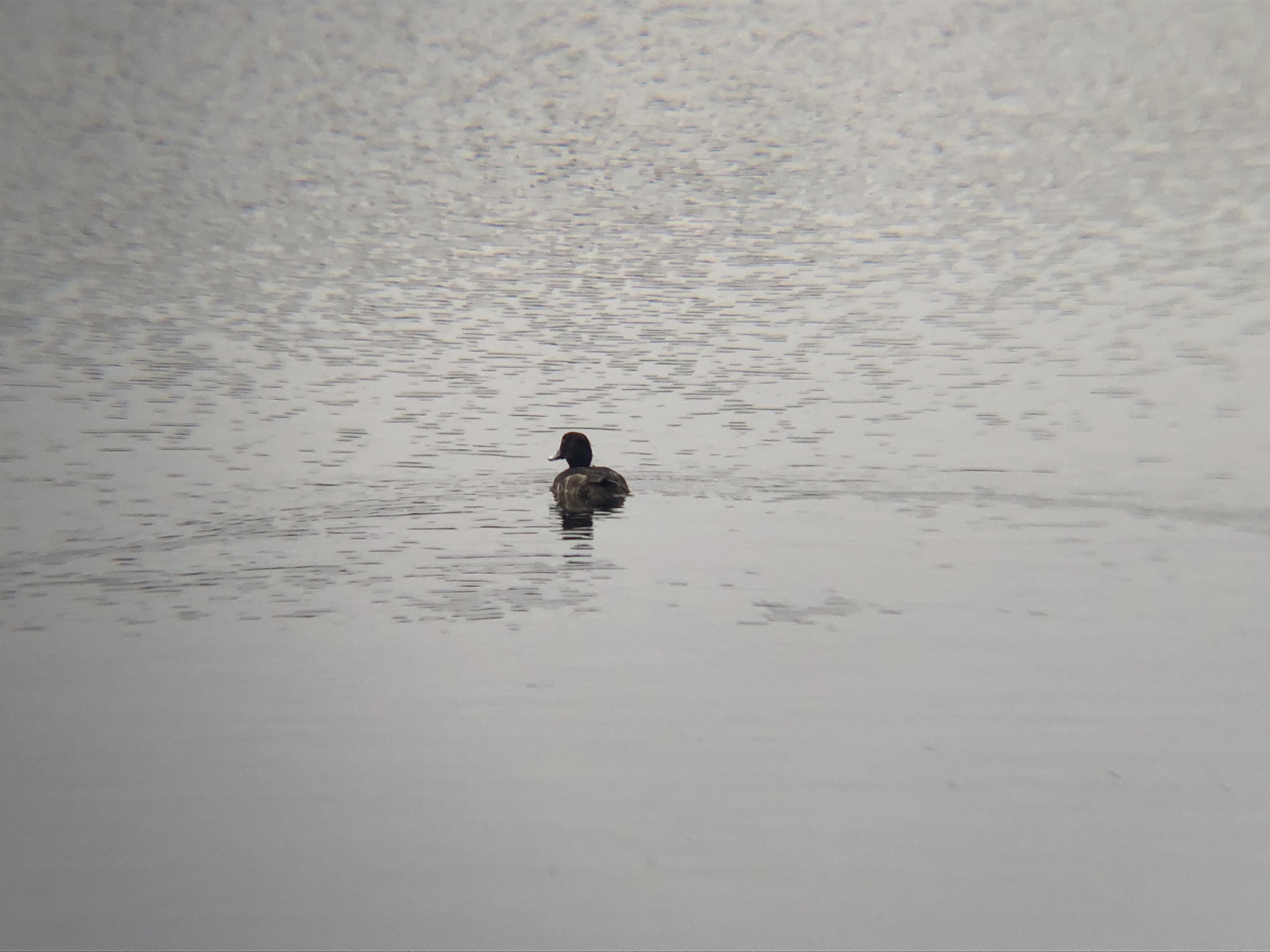 キンクロハジロ 高松市高松町ため池３月撮影