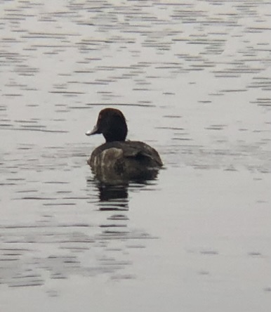 キンクロハジロのオスのエクリプス（非生殖羽）
