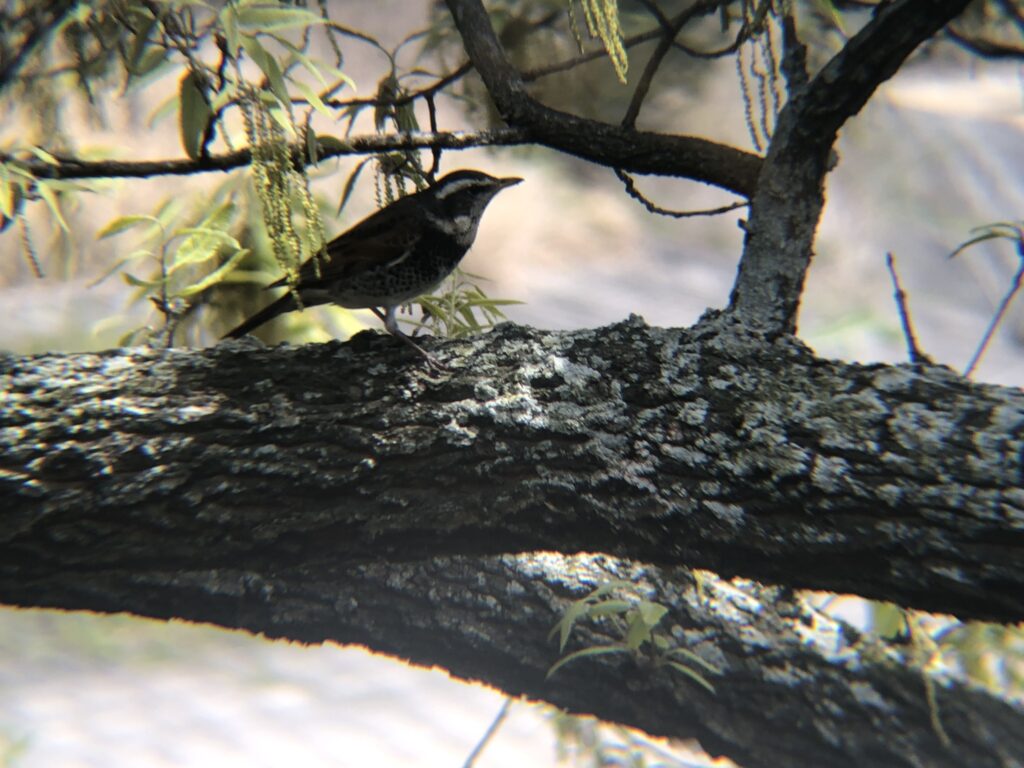 公渕森林公園のツグミ