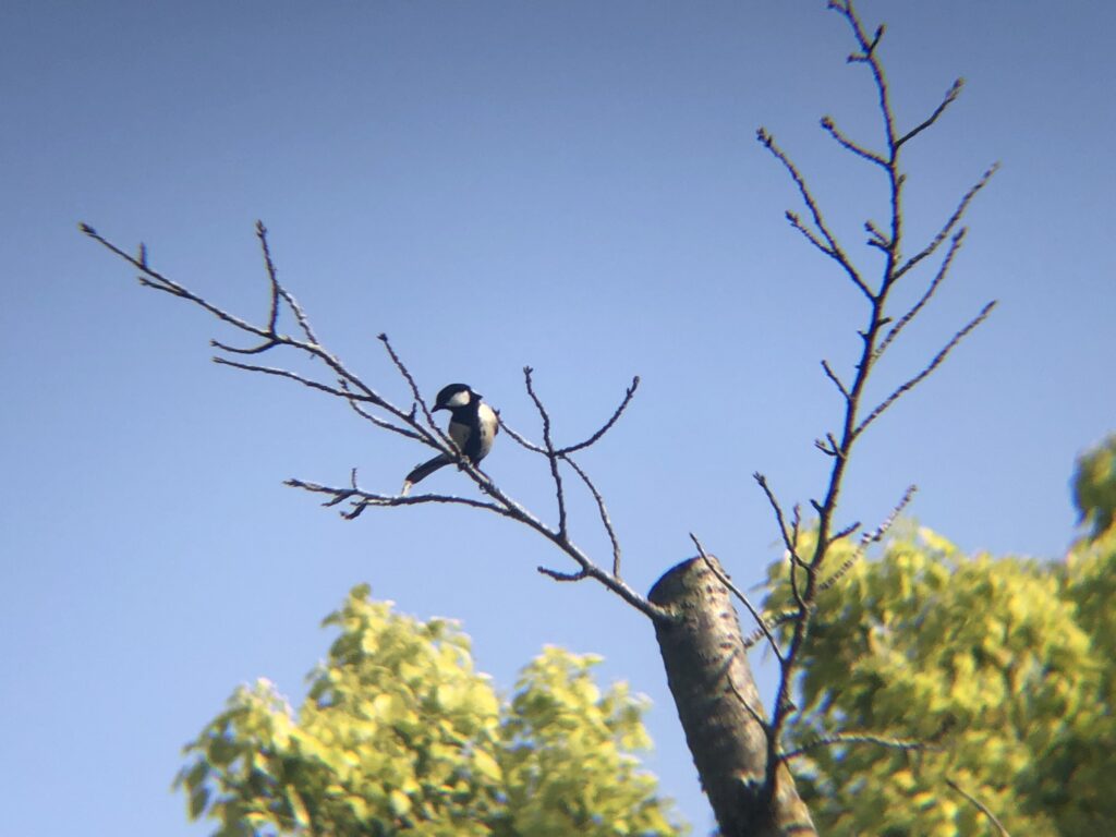 シジュウカラ 高松市公渕公園 野鳥の森 4月撮影!