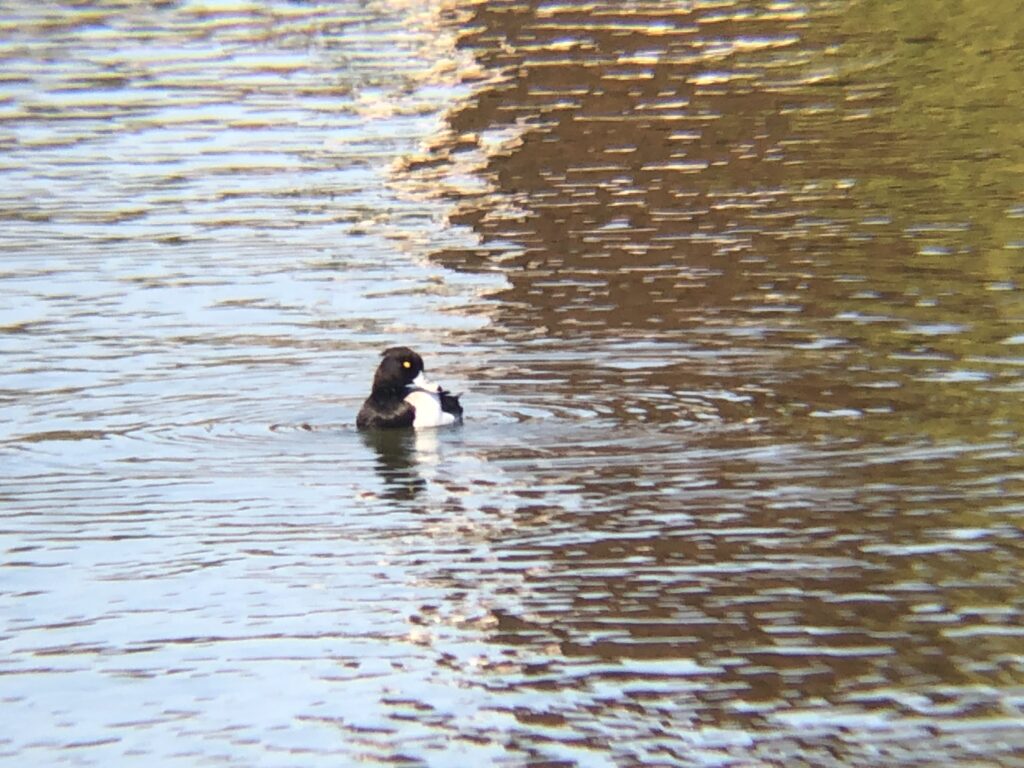 キンクロハジロ 高松市牟礼町12月撮影