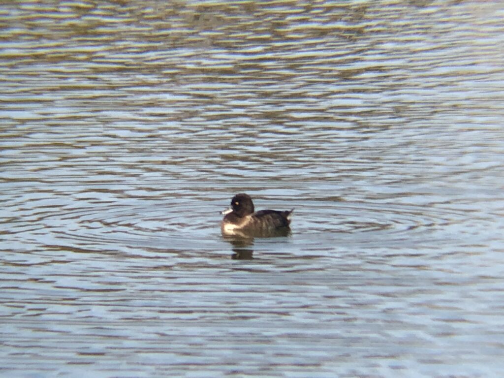 キンクロハジロ 高松市牟礼町12月撮影