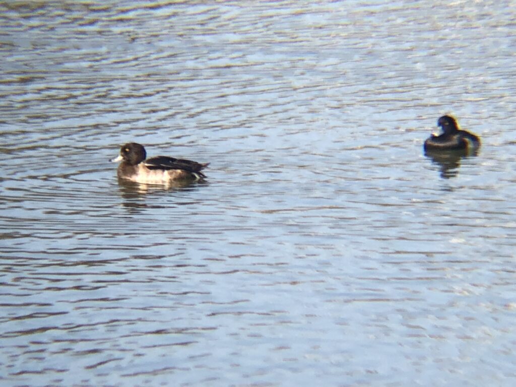 キンクロハジロ 高松市牟礼町12月撮影
