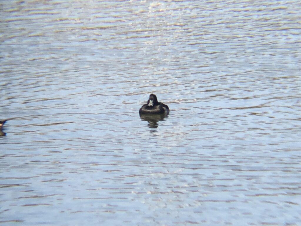 キンクロハジロ 高松市牟礼町12月撮影