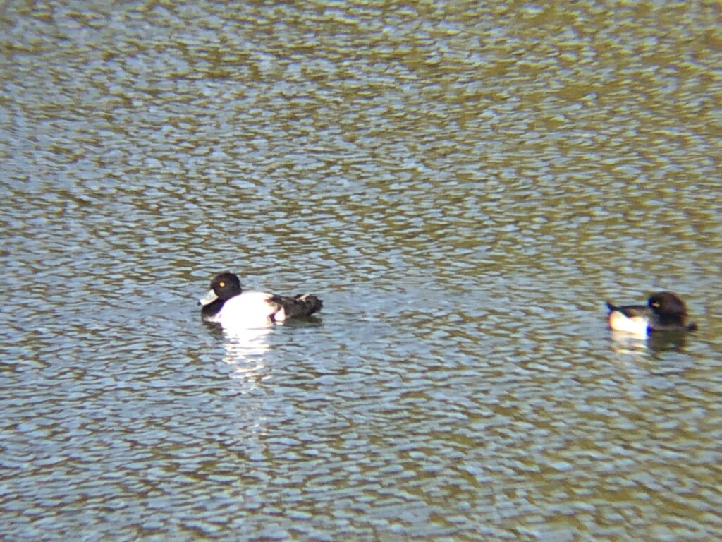 キンクロハジロ 高松市牟礼町12月撮影