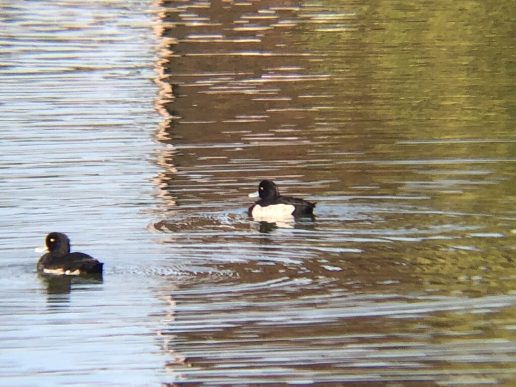 キンクロハジロ 高松市牟礼町12月撮影
