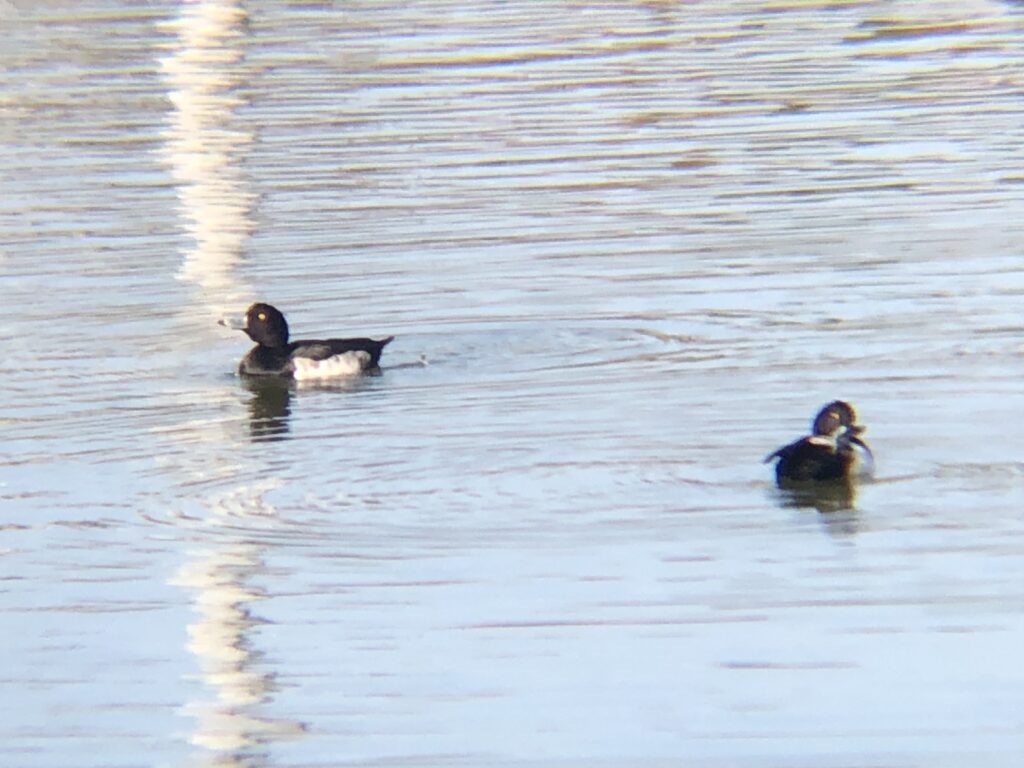 キンクロハジロ 高松市牟礼町12月撮影