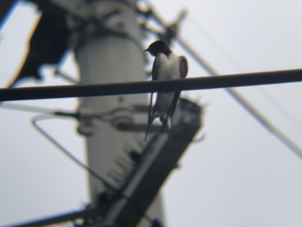 ツバメ高松市牟礼町6月