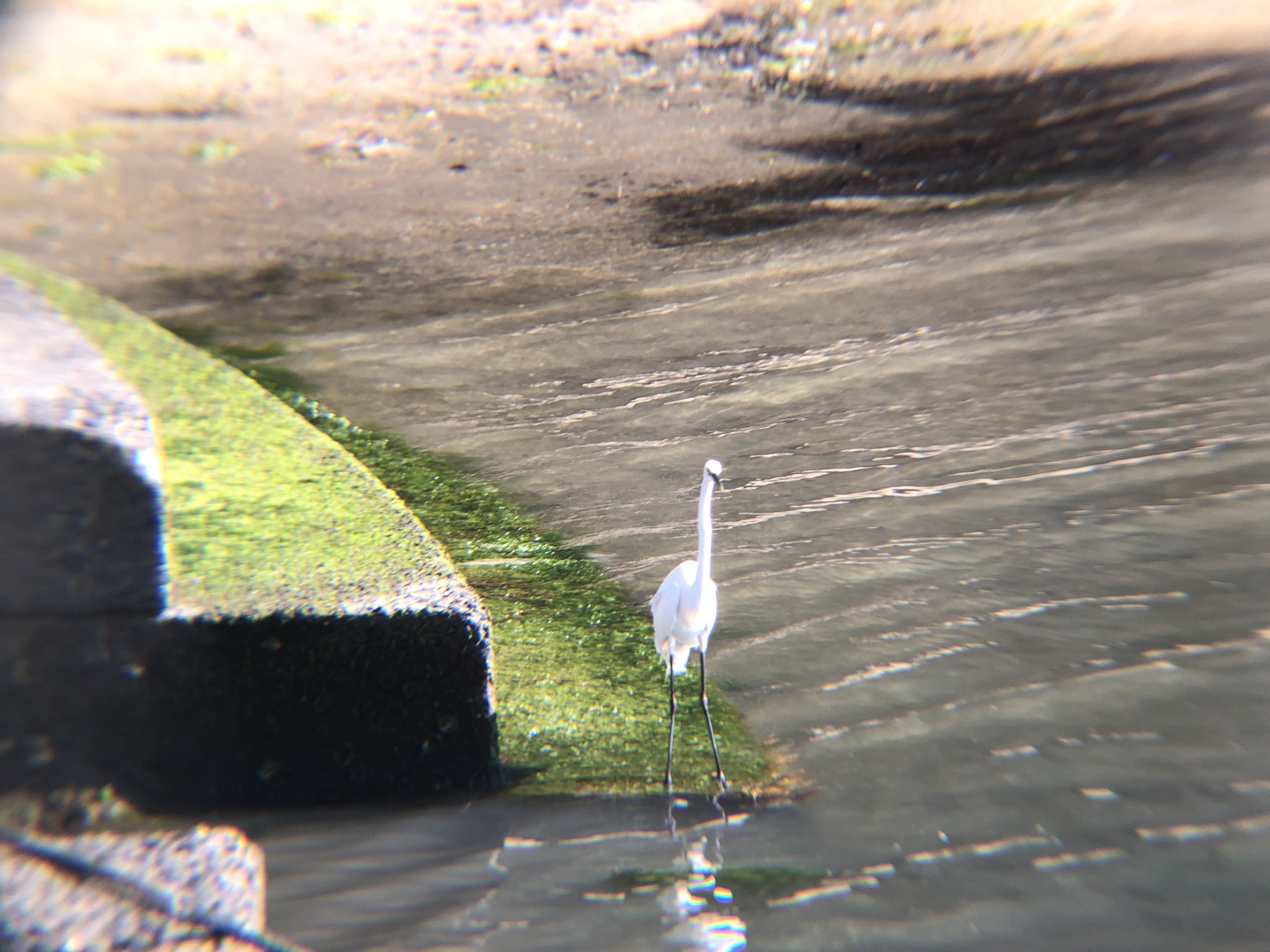 チュウサギ・ダイサギ庵治町 城岬公園