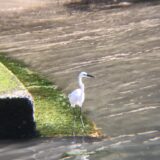 シラサギ庵治町 城岬公園の野鳥
