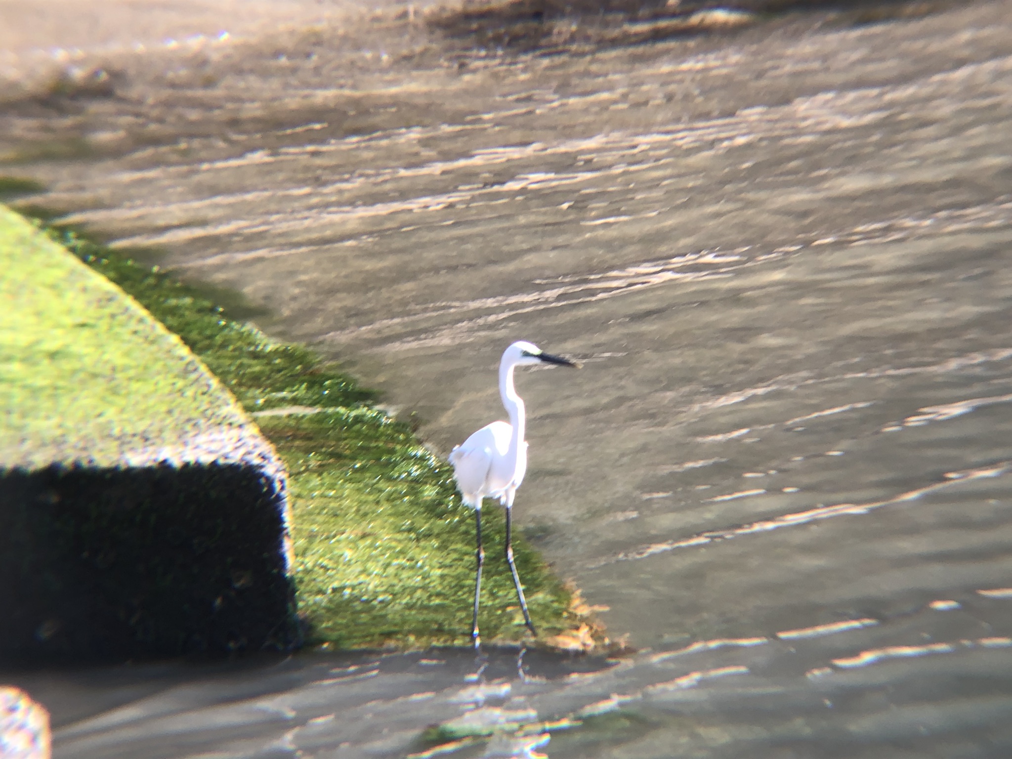 チュウサギ・ダイサギ庵治町 城岬公園