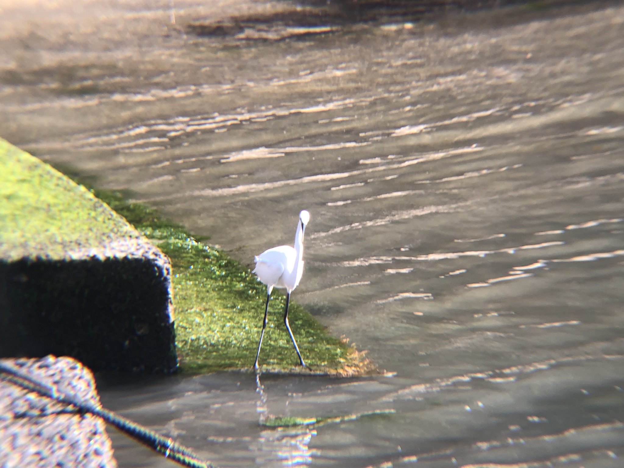 チュウサギ・ダイサギ庵治町 城岬公園