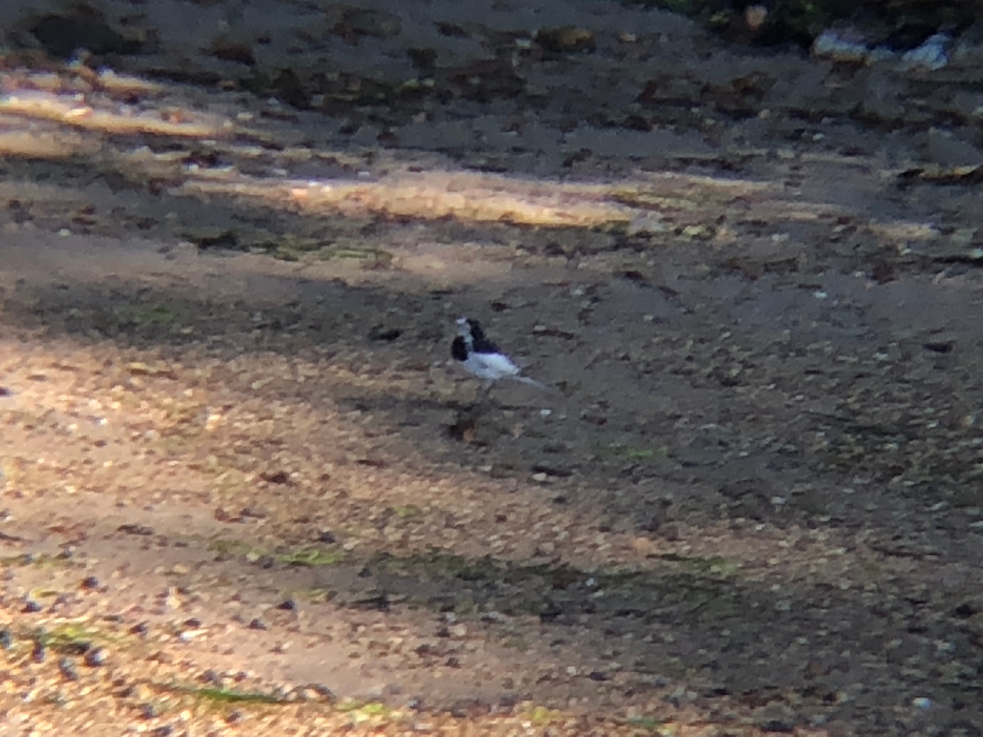 ハクセキレイ庵治町 城岬公園