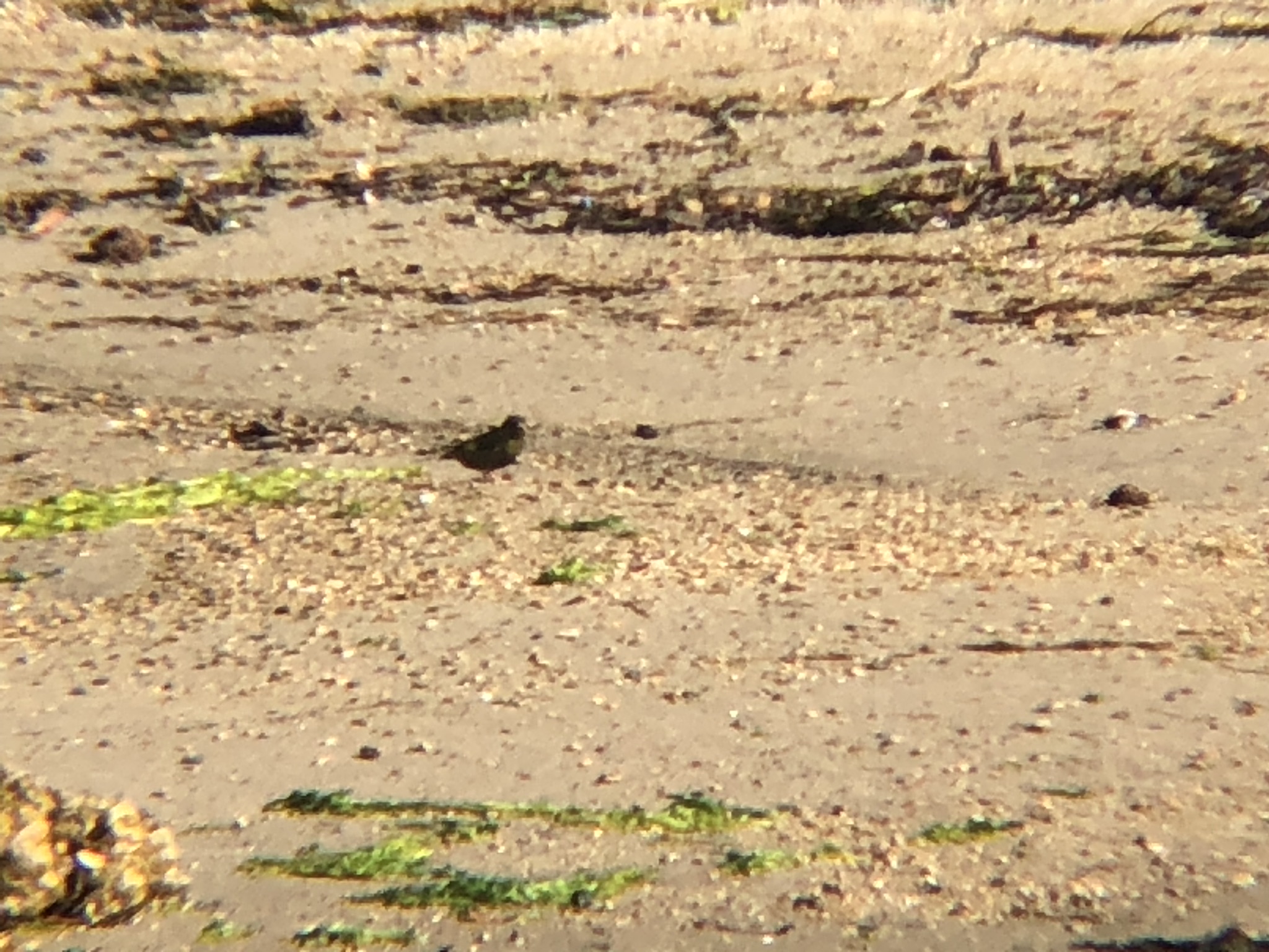 カワラヒワ庵治町 城岬公園