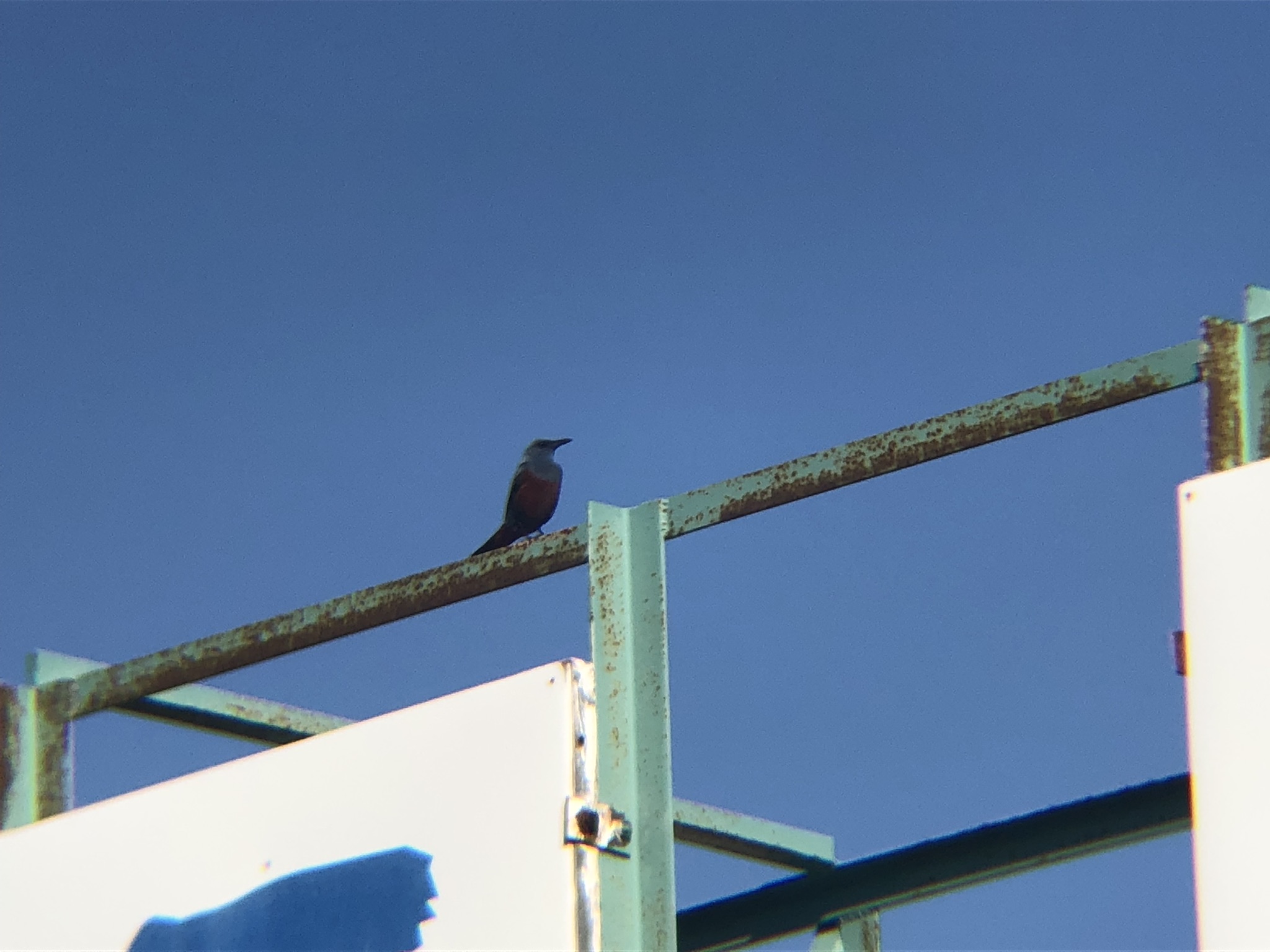 イソヒヨドリ 庵治町 城岬公園