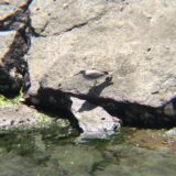 クサシギ 屋島相引川河口 5月
