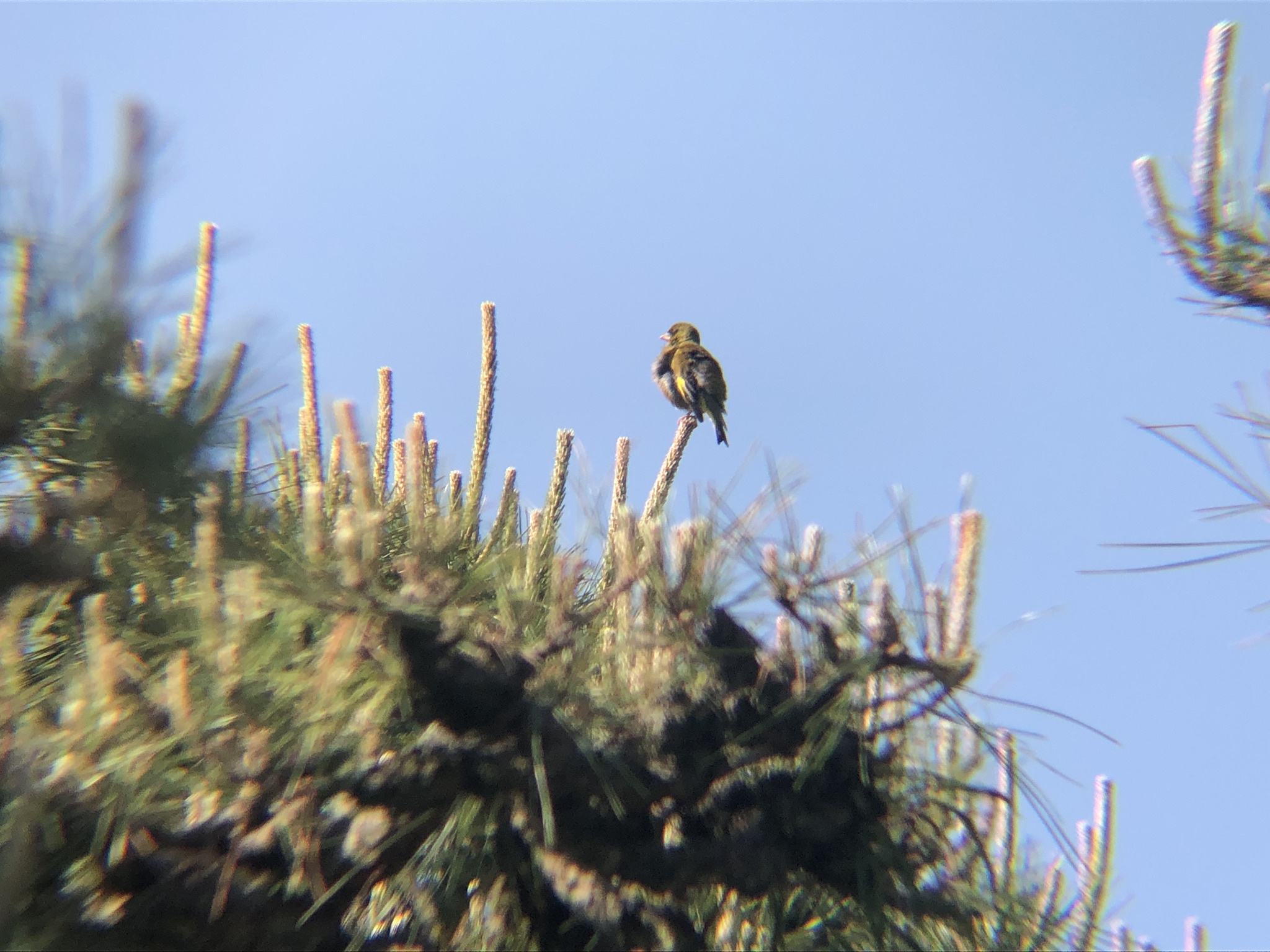 カワラヒワ 高松市玉藻公園 5月