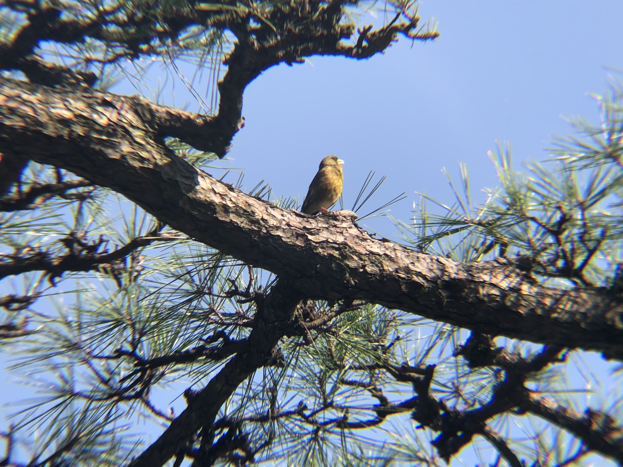 カワラヒワ高松城跡 玉藻公園
