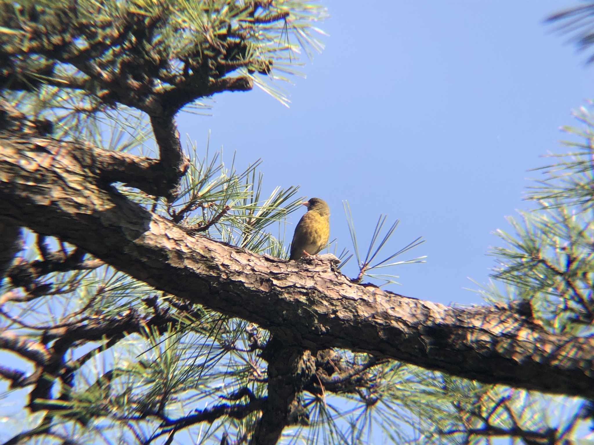 カワラヒワ 高松市玉藻公園 5月