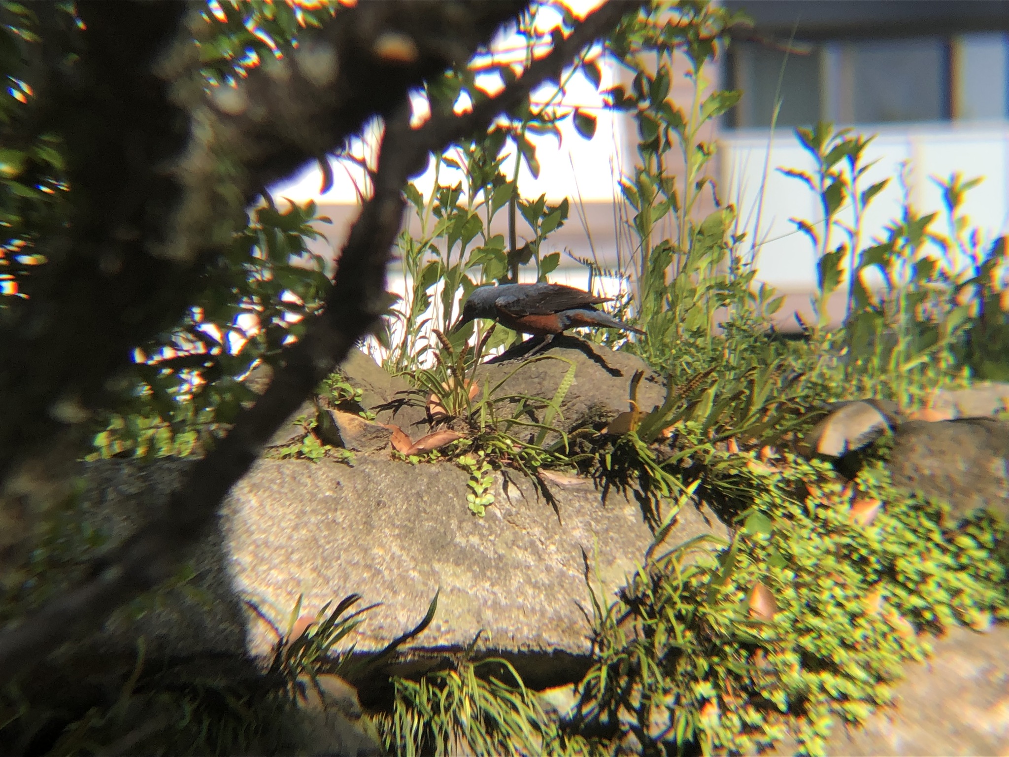 イソヒヨドリ高松城跡 玉藻公園