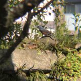 イソヒヨドリ高松城跡 玉藻公園