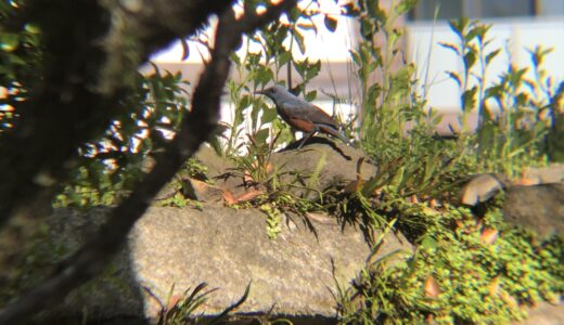 高松市 高松城跡 玉藻公園の野鳥