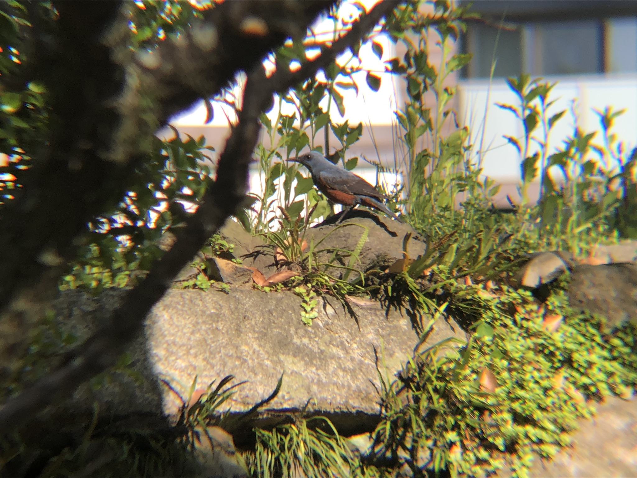 イソヒヨドリ高松城跡 玉藻公園