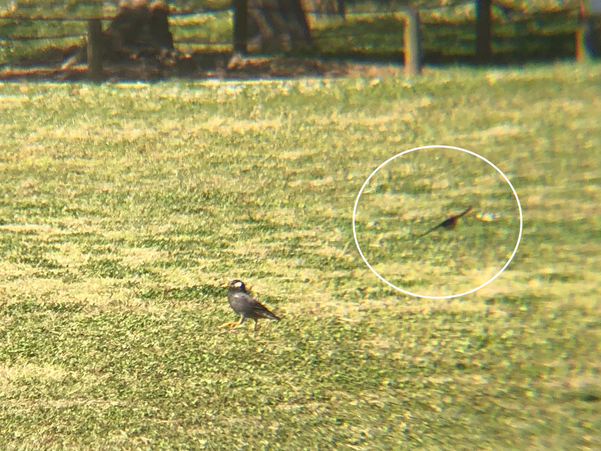 ツバメ高松城跡 玉藻公園