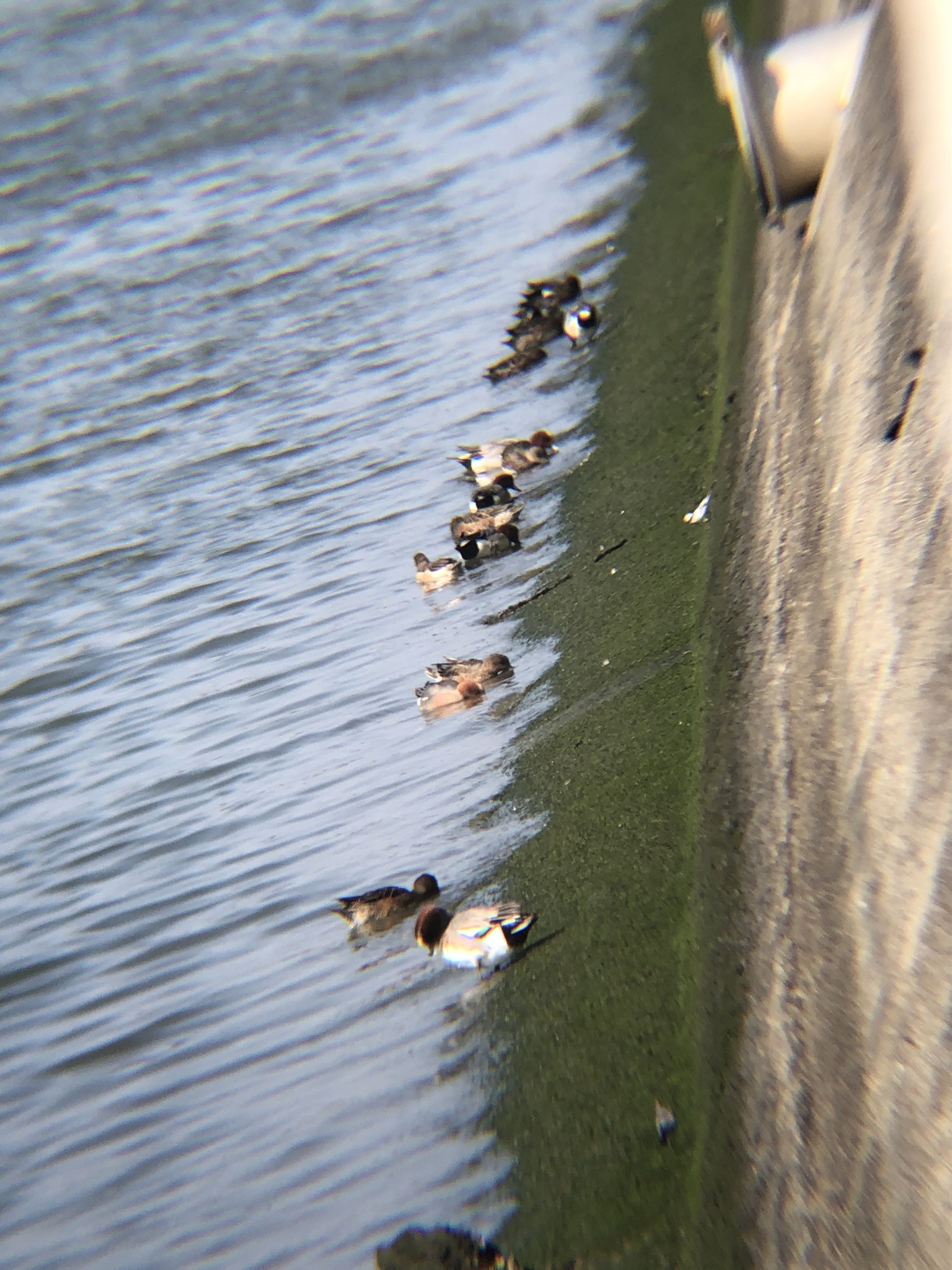 ヒドリガモの群れ