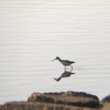 コアオアシシギ 屋島 河口11月