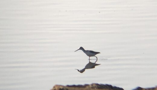 コアオアシシギ（小青足鴫）