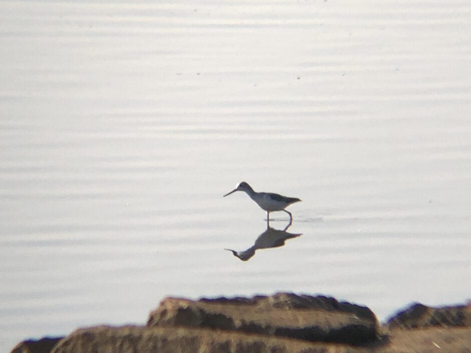 コアオアシシギ 屋島 河口11月