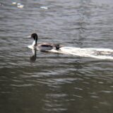 オナガガモ（尾長鴨）高松市牟礼町