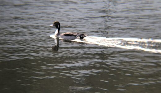 下のソーシャルリンクからフォロー