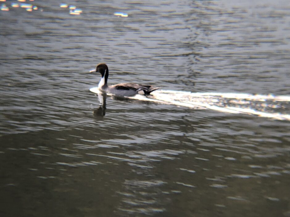 オナガガモ（尾長鴨）高松市牟礼町