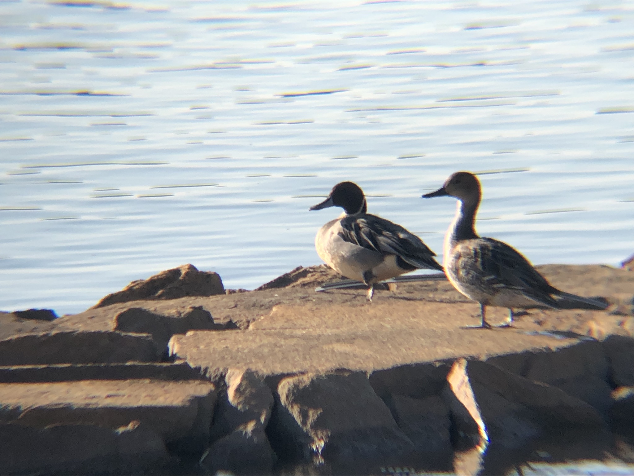 オナガガモ 高松市 屋島 相引川河口