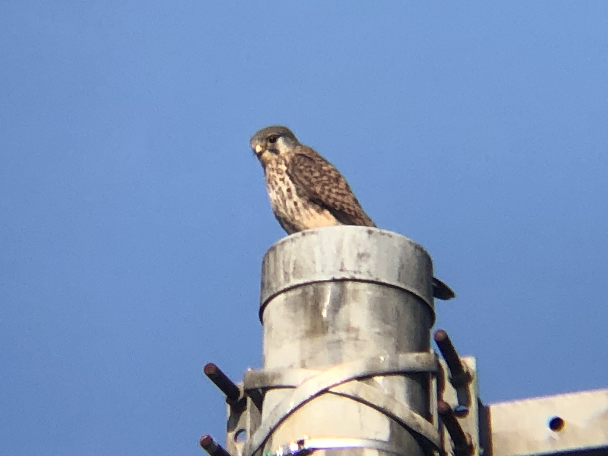 牟礼町 チョウゲンボウ 12月