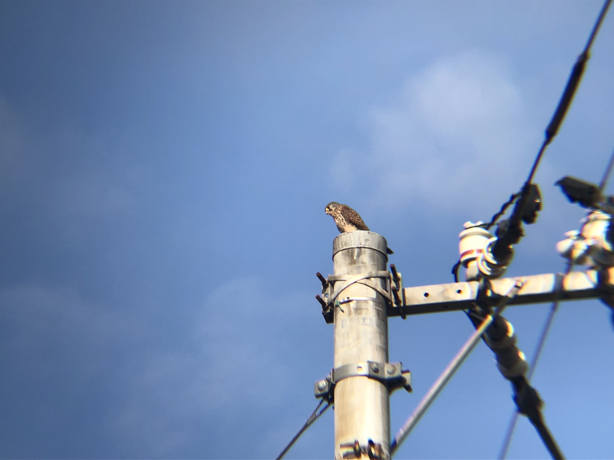 牟礼町 チョウゲンボウ 12月