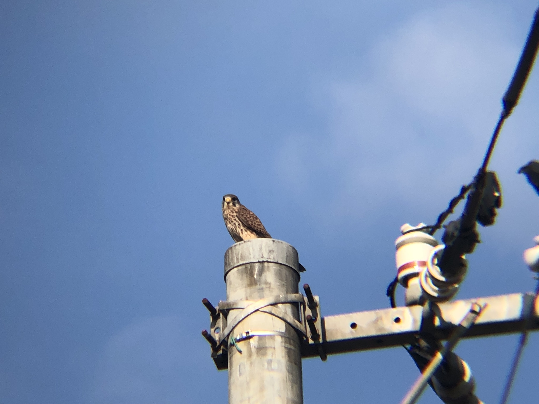 牟礼町 チョウゲンボウ 12月