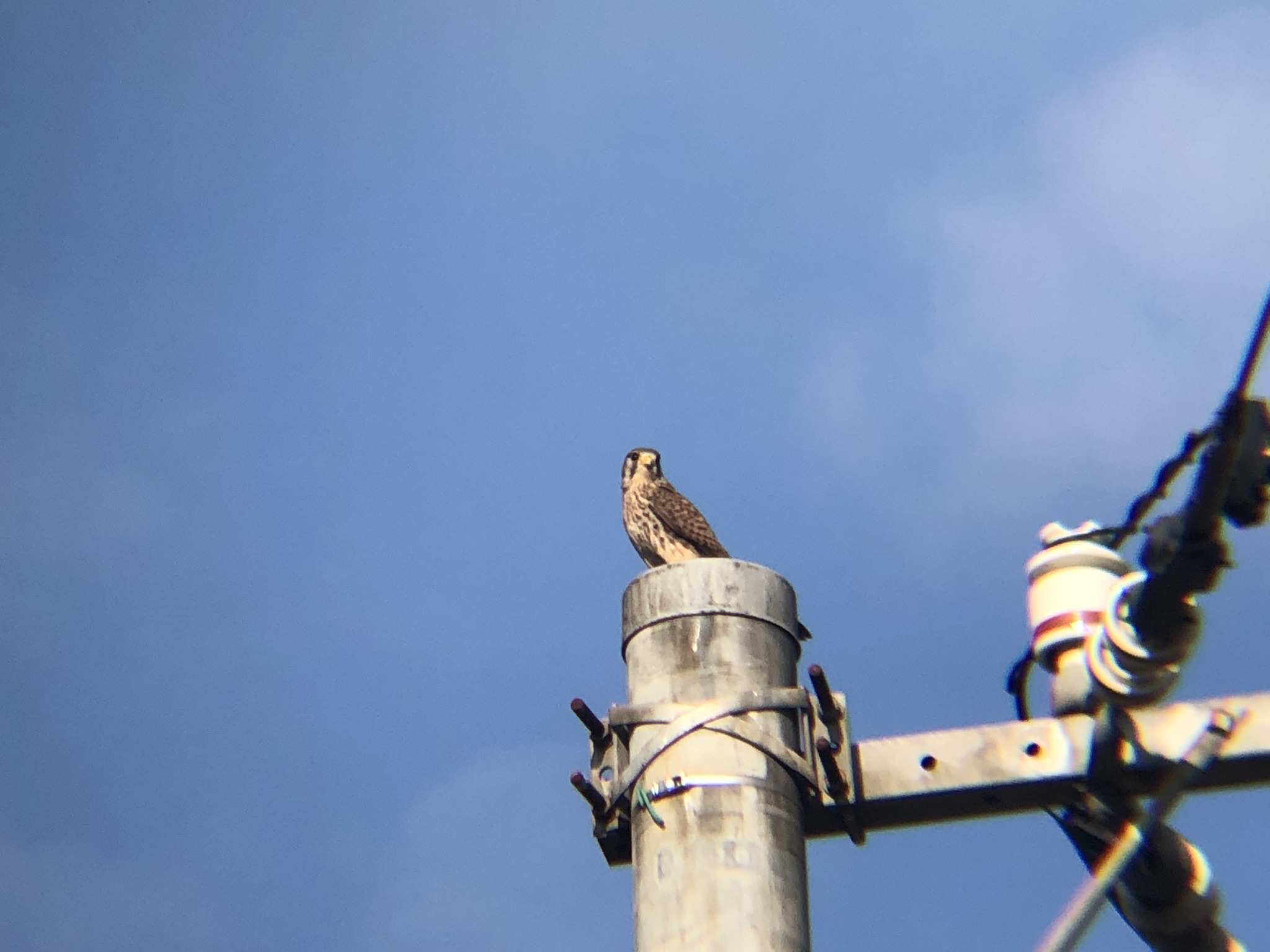 牟礼町 チョウゲンボウ 12月