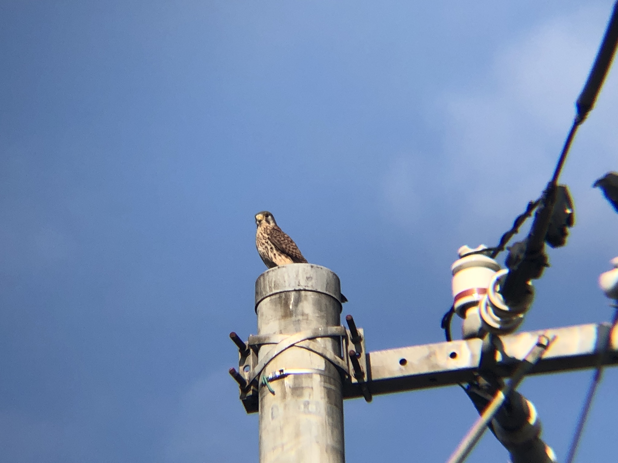 牟礼町 チョウゲンボウ 12月