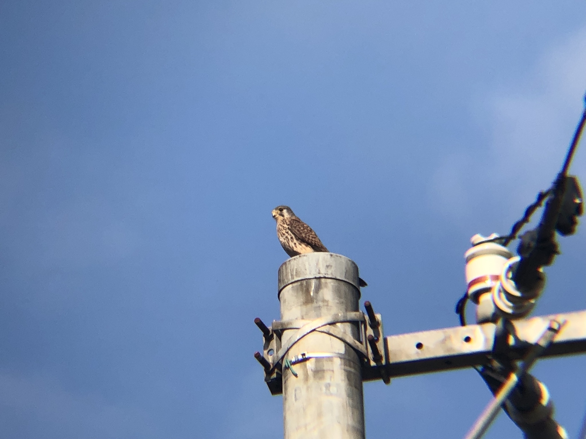 牟礼町 チョウゲンボウ 12月