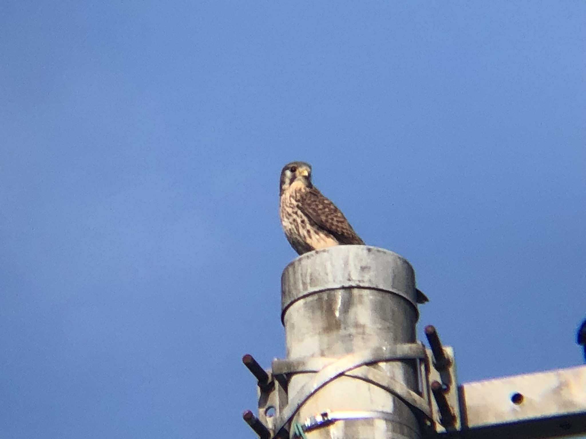 牟礼町 チョウゲンボウ 12月